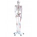Human Skeleton With Muscles & Ligaments Model