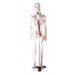 Human Skelton Model
