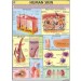 Human Skin Chart