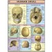Human Skull Chart