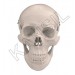 Human Skull Model DX. Model
