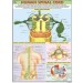 Human Spinal Cord Chart