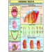 Human Teeth Chart