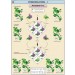 Hybridisation-1(Monohybrid Cross) Chart