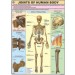 Joints of the Body Chart