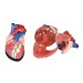 Jumbo Heart Model