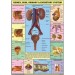 Kidney, Skin & Excretory Organs Chart