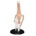 Knee Joint Model