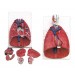 Larynx, Heart and Lungs Model