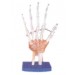 Life-Size Hand Joint with Ligaments Model