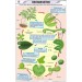 Life Cycle of Fern