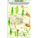 Life Cycle of Moss