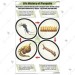 Life History of Mosquito Chart
