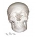 Life Size Skull Model