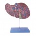 Liver Model