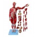 Male Muscle 78 cms Model