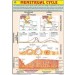 Menstrual Cycle Chart