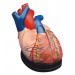 Middle Heart Model