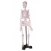 Mini Skeleton Model