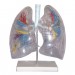 Model of the Transparent Lung Segment Model