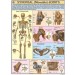 Movable Joints Chart