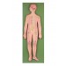 Nervous System Model
