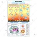 Nuclear Fusion