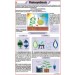 Photosynthesis Chart
