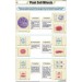 Plant Cell Mitosis Chart