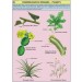 Plant Homologous Organ Chart