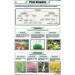 Plant Kingdom Charts
