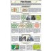 Plant Tissues Chart