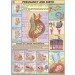 Pregnancy and Birth chart