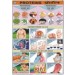 Proteins Chart