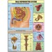 Reproductive (Male) chart