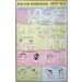 Roller Bandages Chart