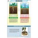Root System Chart