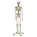 Skeleton with Stand Model