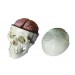 Skull Model with 8 Parts Brain Model