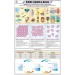 Solids, Liquids & Gases Chart
