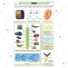 Sound Chart