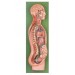 Sympathetic Nervous System Model