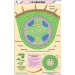 T.S. of Dicot Root Chart