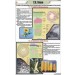 T.S. Stem - Monocot chart