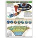 The Birth of the Earth and Evolution Chart