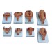The Development Process of Fetus (Half Size) Model