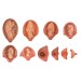 The Development Process of Fetus Model
