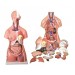 Unisex Torso 23 Parts 85 CM Model