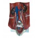 Urinary System Model