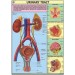 Urinary Tract Chart